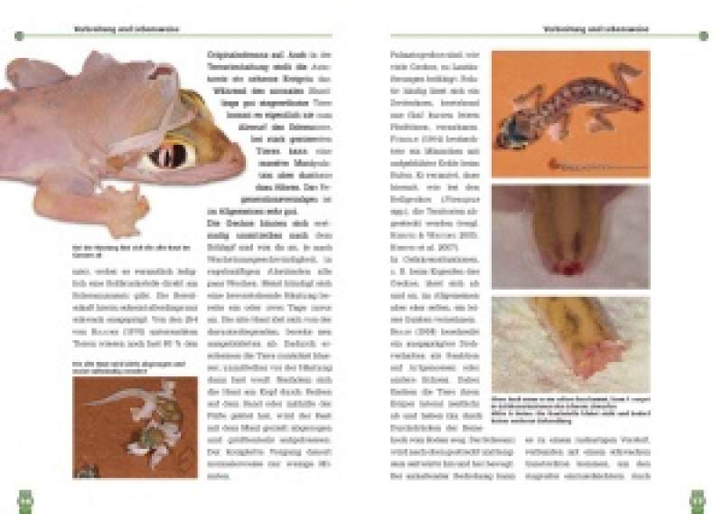 Preview: Der Palmatogecko